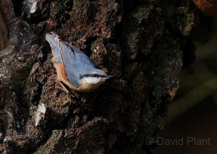 Nuthatch - A.jpg - Nuthatch - Forest of Dean